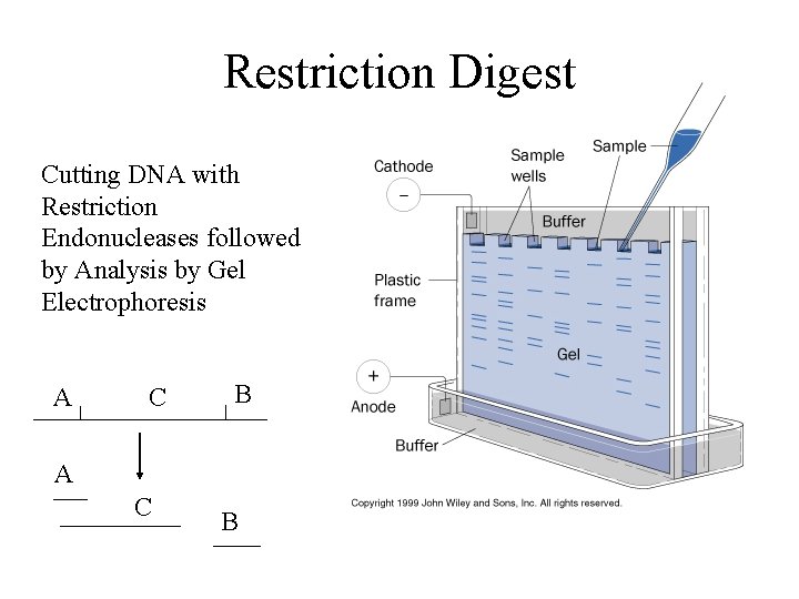 Restriction Digest Cutting DNA with Restriction Endonucleases followed by Analysis by Gel Electrophoresis A