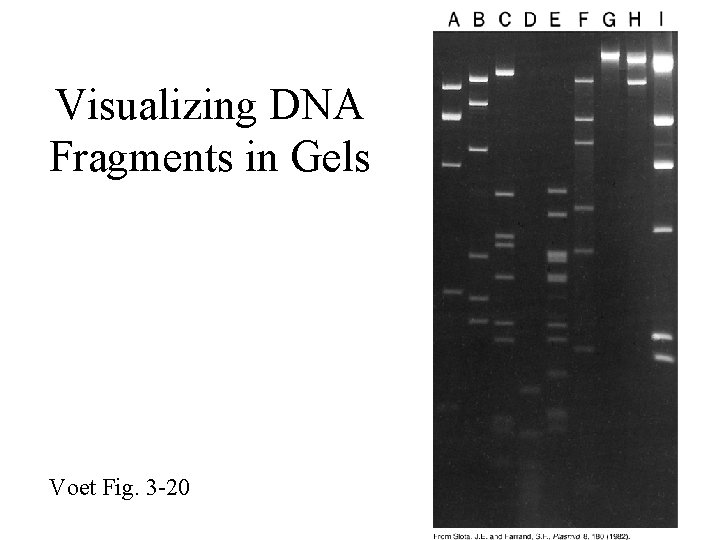 Visualizing DNA Fragments in Gels Voet Fig. 3 -20 