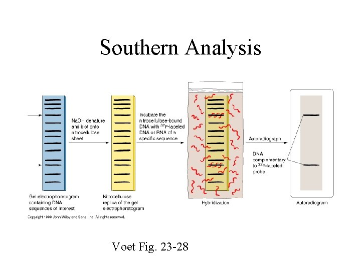 Southern Analysis Voet Fig. 23 -28 