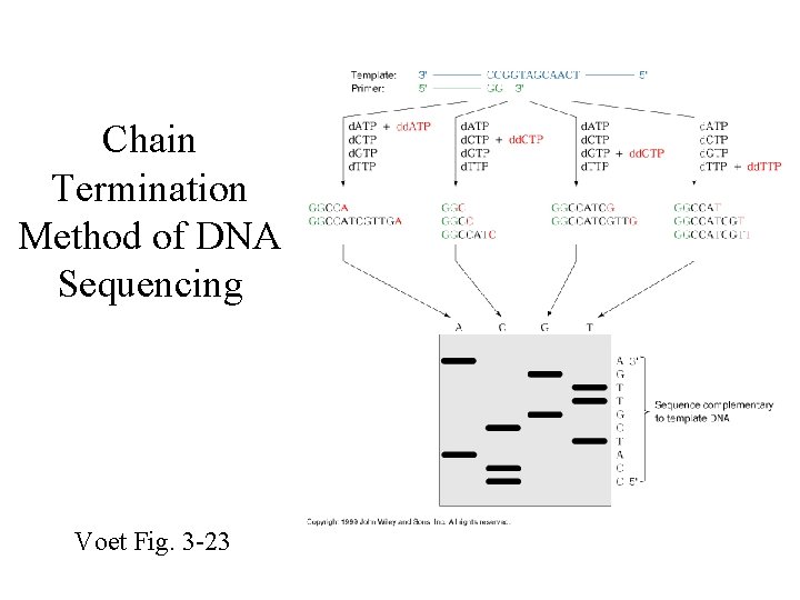 Chain Termination Method of DNA Sequencing Voet Fig. 3 -23 