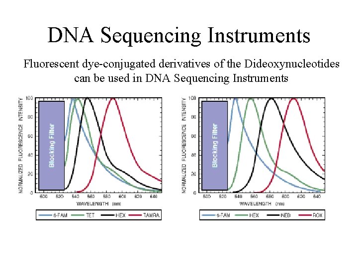 DNA Sequencing Instruments Fluorescent dye-conjugated derivatives of the Dideoxynucleotides can be used in DNA