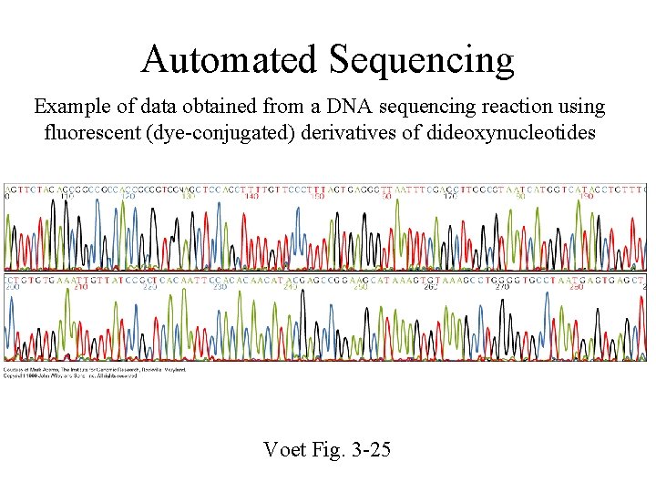 Automated Sequencing Example of data obtained from a DNA sequencing reaction using fluorescent (dye-conjugated)