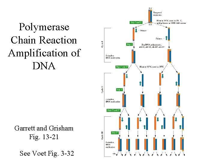 Polymerase Chain Reaction Amplification of DNA Garrett and Grisham Fig. 13 -21 See Voet