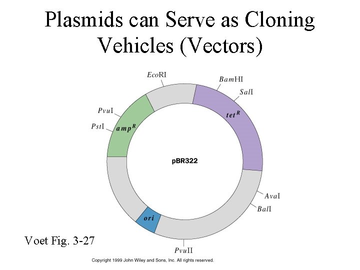 Plasmids can Serve as Cloning Vehicles (Vectors) Voet Fig. 3 -27 