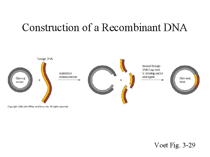 Construction of a Recombinant DNA Voet Fig. 3 -29 