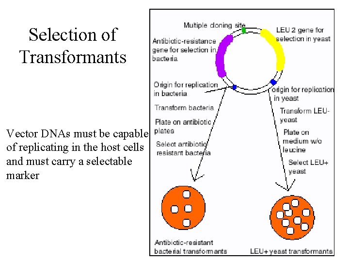 Selection of Transformants Vector DNAs must be capable of replicating in the host cells