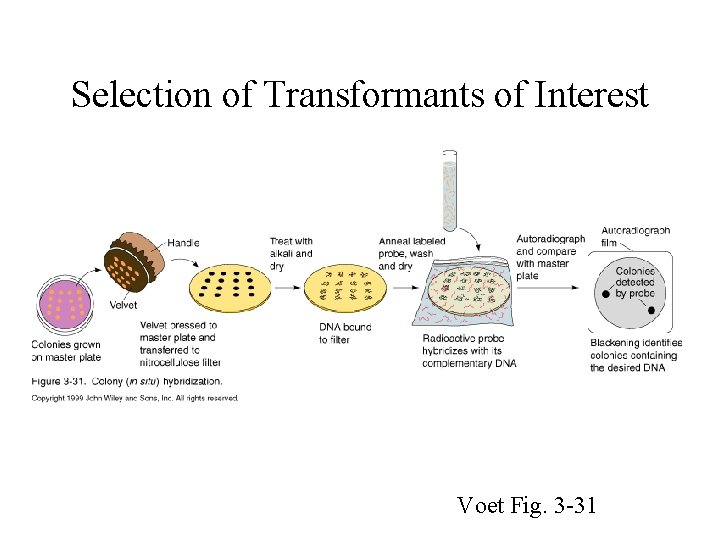 Selection of Transformants of Interest Voet Fig. 3 -31 