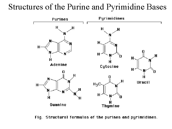 Structures of the Purine and Pyrimidine Bases 