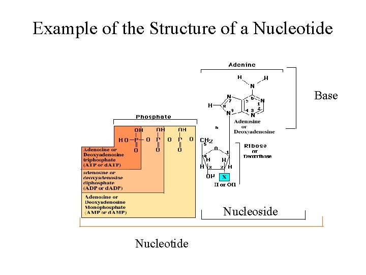 Example of the Structure of a Nucleotide Base Nucleoside Nucleotide 