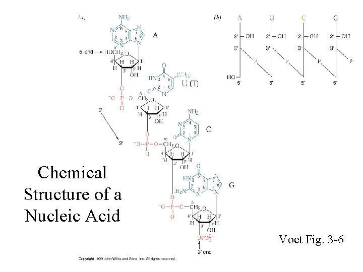 Chemical Structure of a Nucleic Acid Voet Fig. 3 -6 