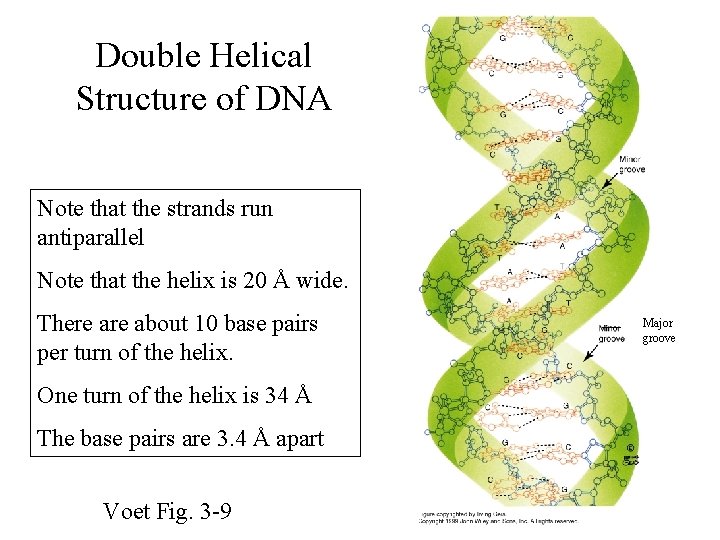 Double Helical Structure of DNA Note that the strands run antiparallel Note that the