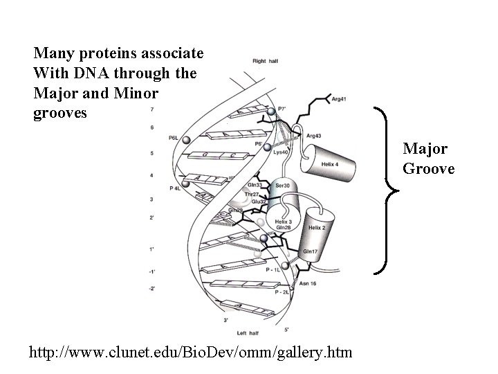 Many proteins associate With DNA through the Major and Minor grooves Major Groove http: