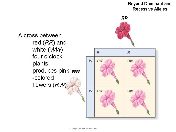 Beyond Dominant and Recessive Alleles RR A cross between red (RR) and white (WW)