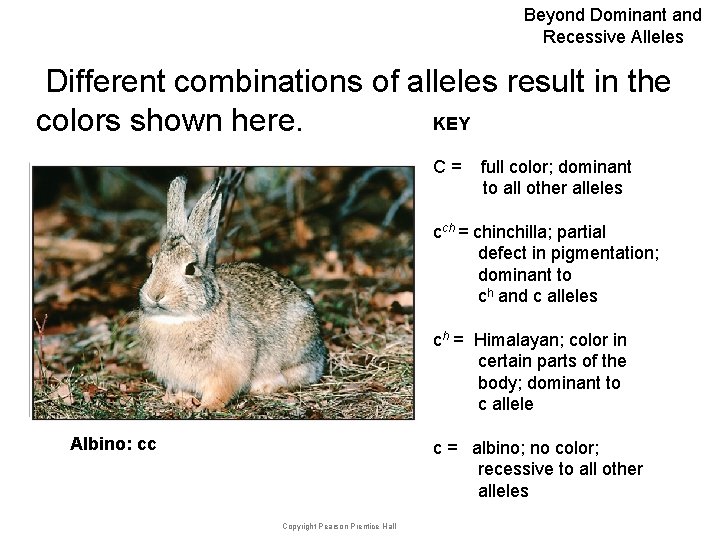 Beyond Dominant and Recessive Alleles Different combinations of alleles result in the KEY colors