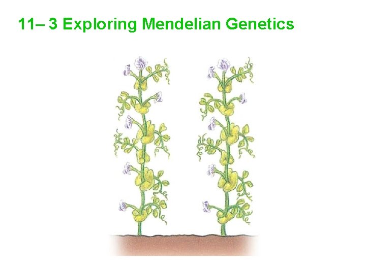 11– 3 Exploring Mendelian Genetics 11 -3 Exploring Mendelian Genetics 