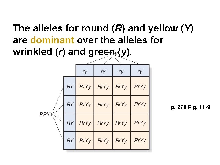 The alleles for round (R) and yellow (Y) are dominant over the alleles for