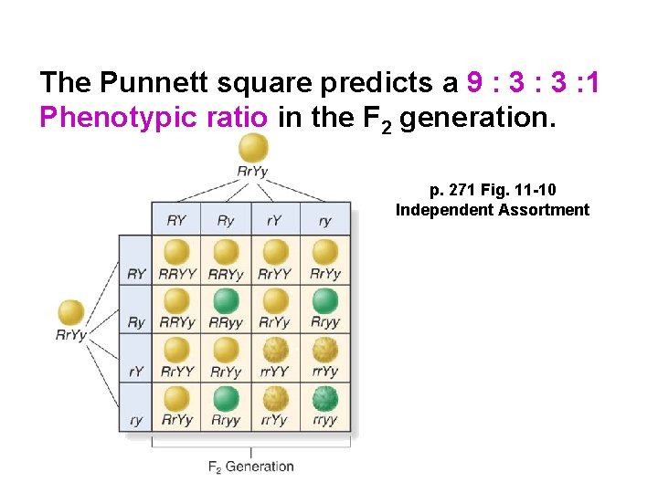 The Punnett square predicts a 9 : 3 : 1 Phenotypic ratio in the