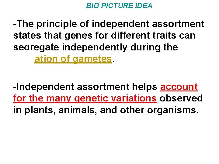 BIG PICTURE IDEA -The principle of independent assortment states that genes for different traits