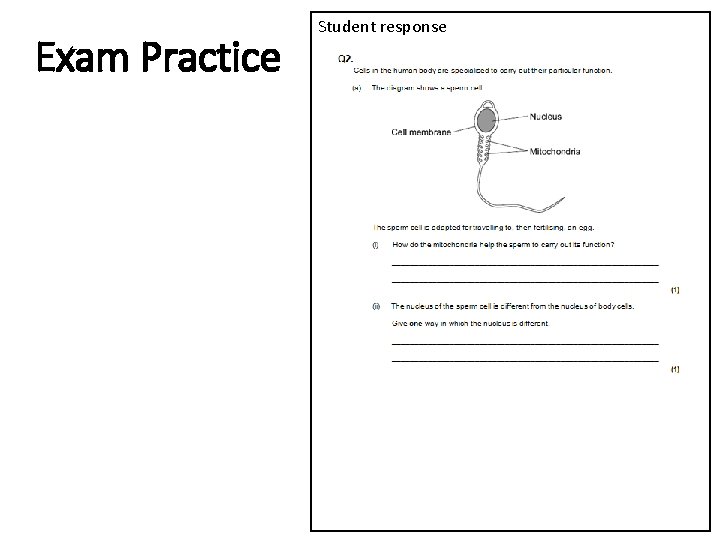 Exam Practice Student response 