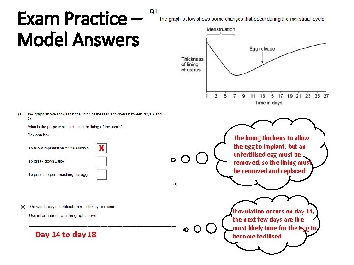 Exam Practice – Model Answers x Day 14 to day 18 The lining thickens