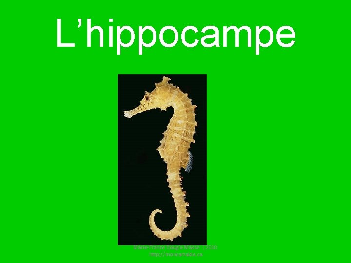 L’hippocampe Marie-France Bougie Masse | 2010 http: //moncartable. ca 