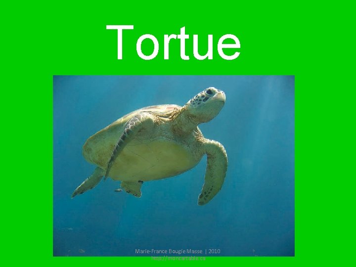 Tortue Marie-France Bougie Masse | 2010 http: //moncartable. ca 