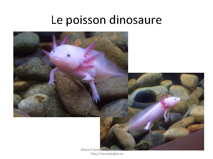 Le poisson dinosaure Marie-France Bougie Masse | 2010 http: //moncartable. ca 