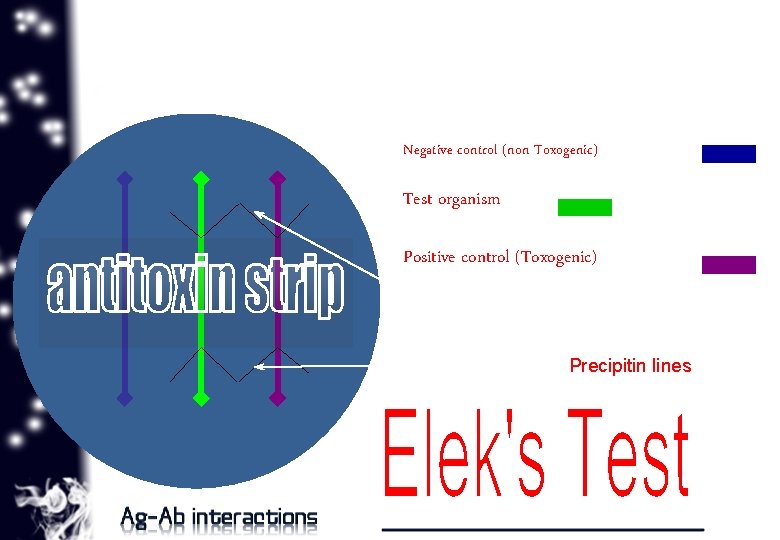 Negative control (non Toxogenic) Test organism Positive control (Toxogenic) Precipitin lines 14 