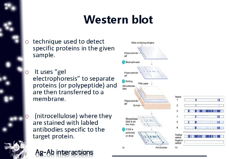 Western blot o technique used to detect specific proteins in the given sample. o