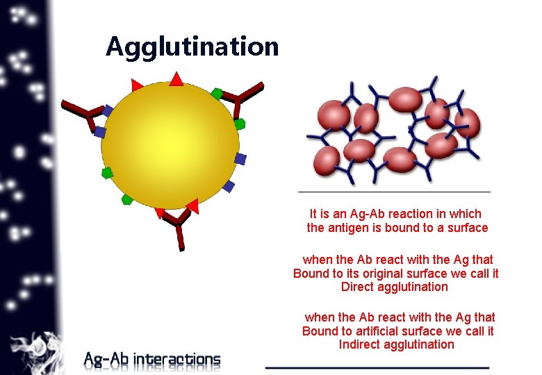 Agglutination It is an Ag-Ab reaction in which the antigen is bound to a