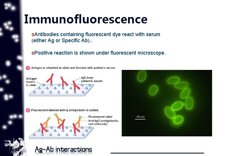 Immunofluorescence o. Antibodies containing fluorescent dye react with serum (either Ag or Specific Ab).