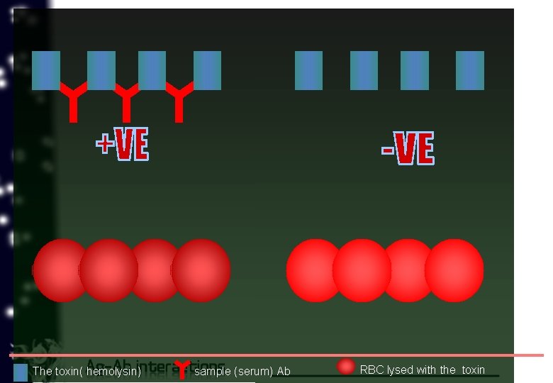 The toxin( hemolysin) sample (serum) Ab RBC lysed with the toxin 