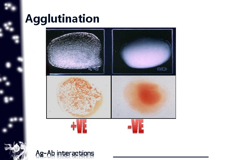 Agglutination 