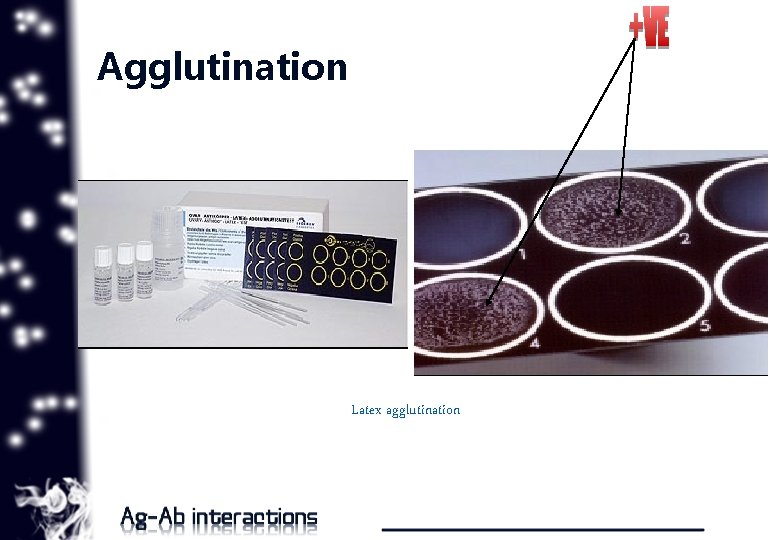 Agglutination Latex agglutination 