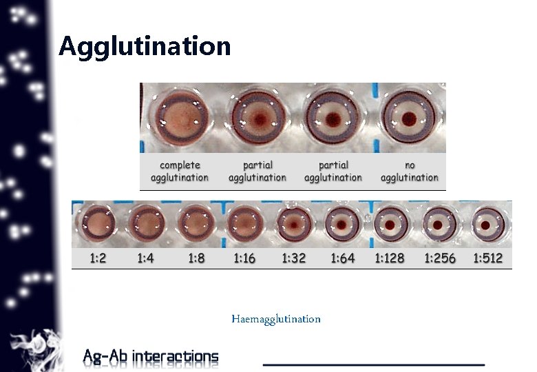 Agglutination Haemagglutination 