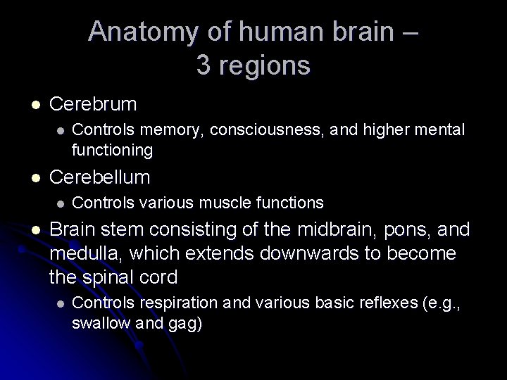 Anatomy of human brain – 3 regions l Cerebrum l l Cerebellum l l
