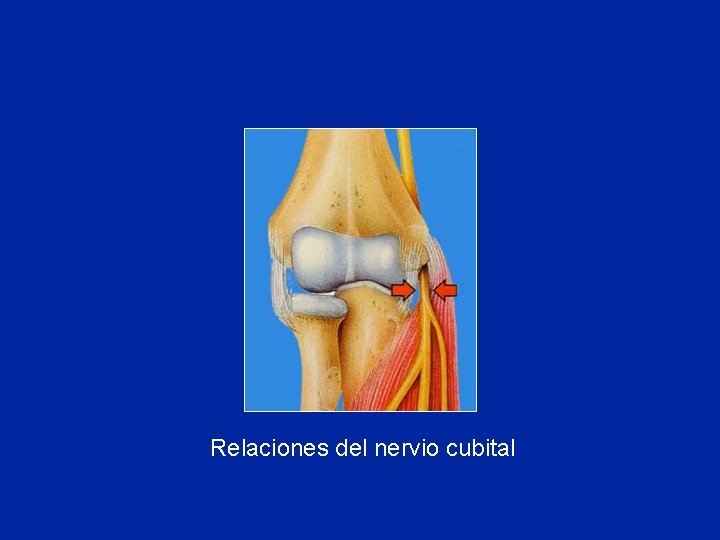 Relaciones del nervio cubital 