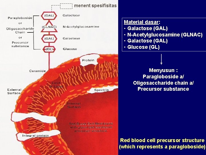 menent spesifisitas Material dasar: • Galactose (GAL) • N-Acetylglucosamine (GLNAC) • Galactose (GAL) •