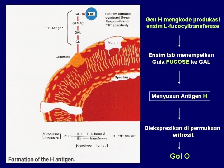 Gen H mengkode produkasi ensim L-fucocyltransferase Ensim tsb menempelkan Gula FUCOSE ke GAL Menyusun