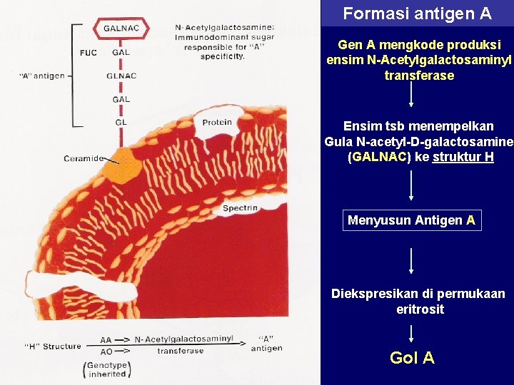 Formasi antigen A Gen A mengkode produksi ensim N-Acetylgalactosaminyl transferase Ensim tsb menempelkan Gula