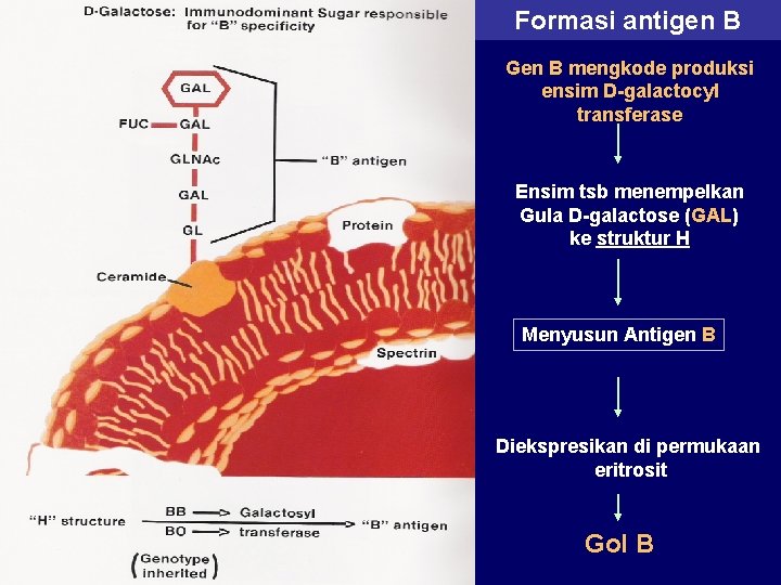 Formasi antigen B Gen B mengkode produksi ensim D-galactocyl transferase Ensim tsb menempelkan Gula