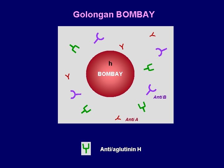 Golongan BOMBAY Y Y h Y BOMBAY Anti B Y Anti A Anti/aglutinin H