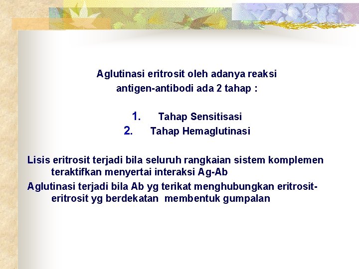 Aglutinasi eritrosit oleh adanya reaksi antigen-antibodi ada 2 tahap : 1. Tahap Sensitisasi 2.