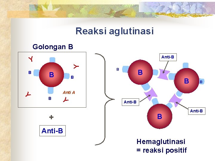 Reaksi aglutinasi Golongan B Anti-B B Y Y B B B Y Anti A