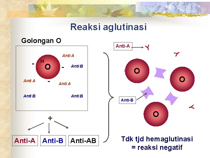 Reaksi aglutinasi Anti-A Y Y Golongan O Anti A H O - - Anti