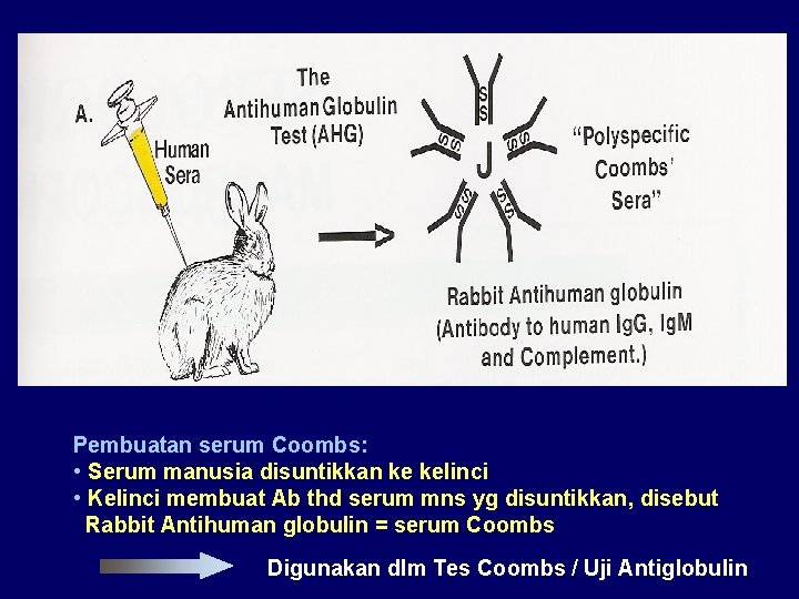 Pembuatan serum Coombs: • Serum manusia disuntikkan ke kelinci • Kelinci membuat Ab thd