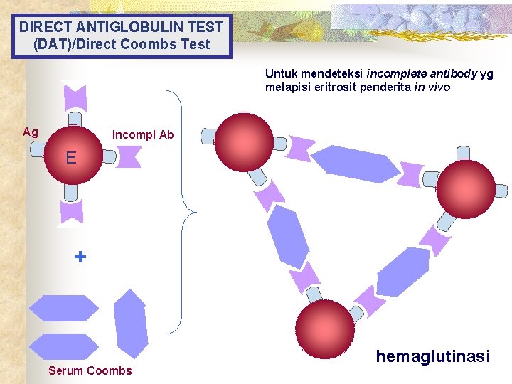 DIRECT ANTIGLOBULIN TEST (DAT)/Direct Coombs Test Untuk mendeteksi incomplete antibody yg melapisi eritrosit penderita