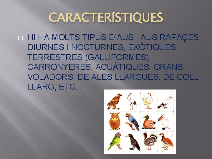 CARACTERÍSTIQUES � HI HA MOLTS TIPUS D’AUS: AUS RAPAÇES DIÜRNES I NOCTURNES, EXÒTIQUES, TERRESTRES