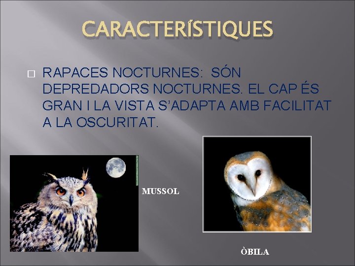 CARACTERÍSTIQUES � RAPACES NOCTURNES: SÓN DEPREDADORS NOCTURNES. EL CAP ÉS GRAN I LA VISTA