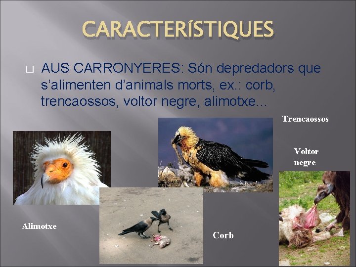 CARACTERÍSTIQUES � AUS CARRONYERES: Són depredadors que s’alimenten d’animals morts, ex. : corb, trencaossos,